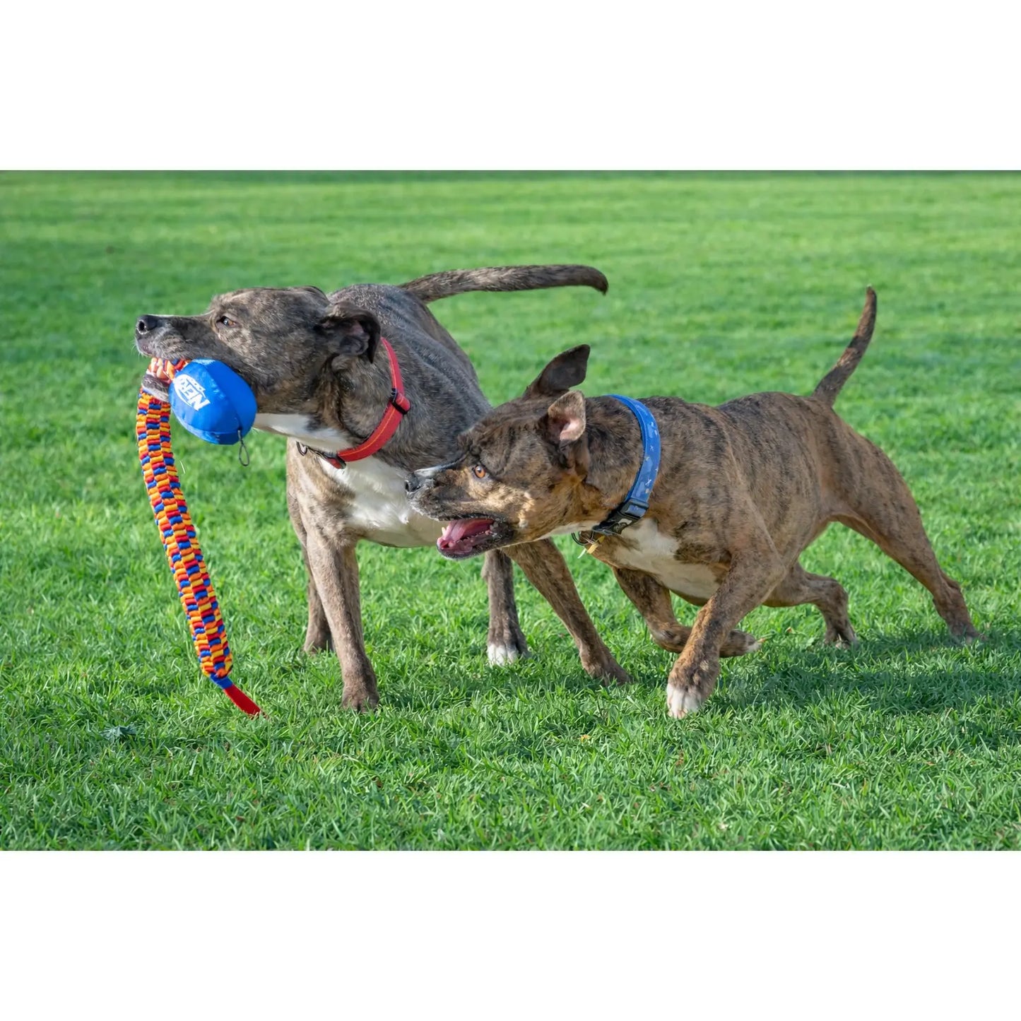 Rainbow Vortex Durable Tug Toy - Vibrant and Resilient