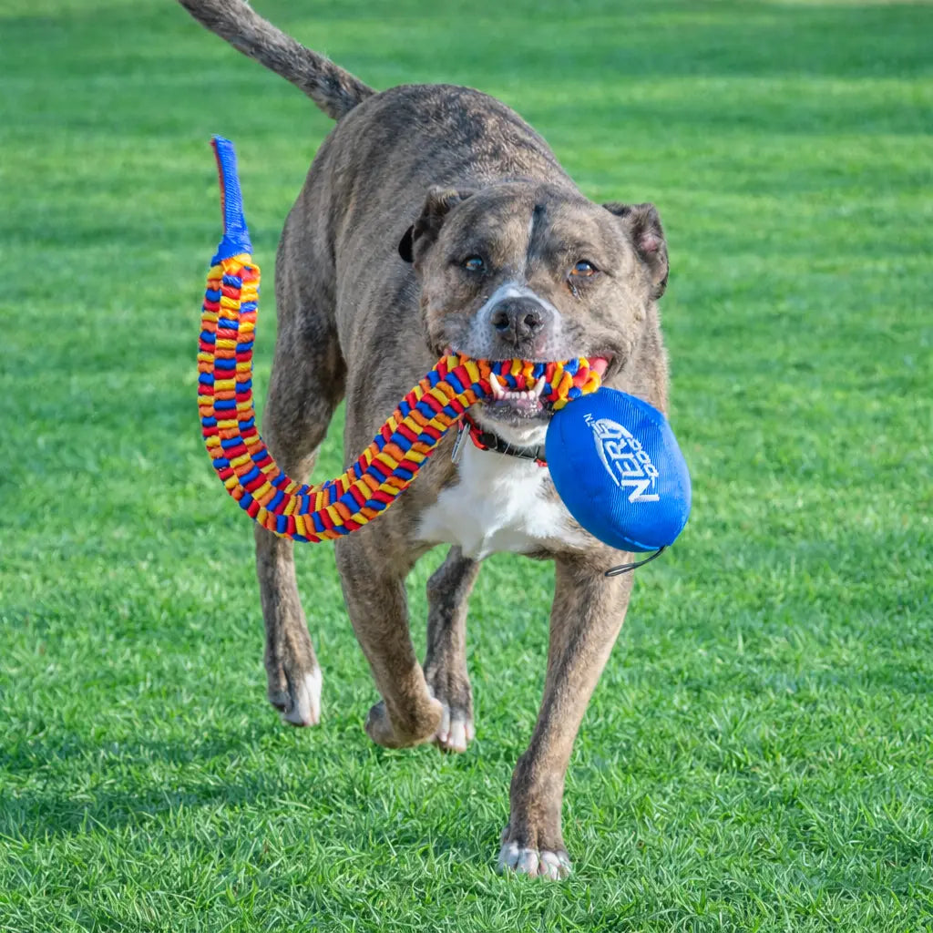 Rainbow Vortex Durable Tug Toy - Vibrant and Resilient