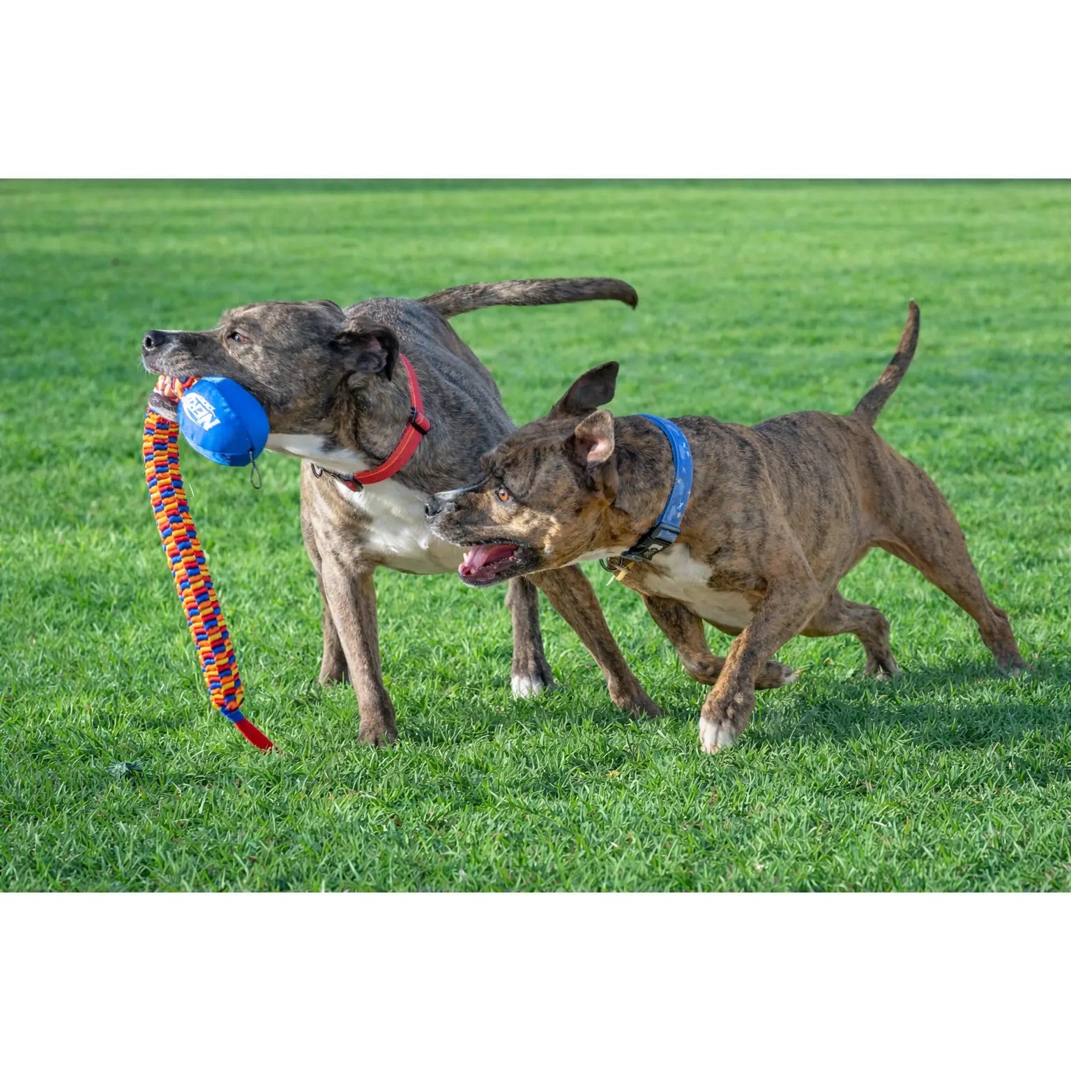 Rainbow Vortex Durable Tug Toy - Vibrant and Resilient