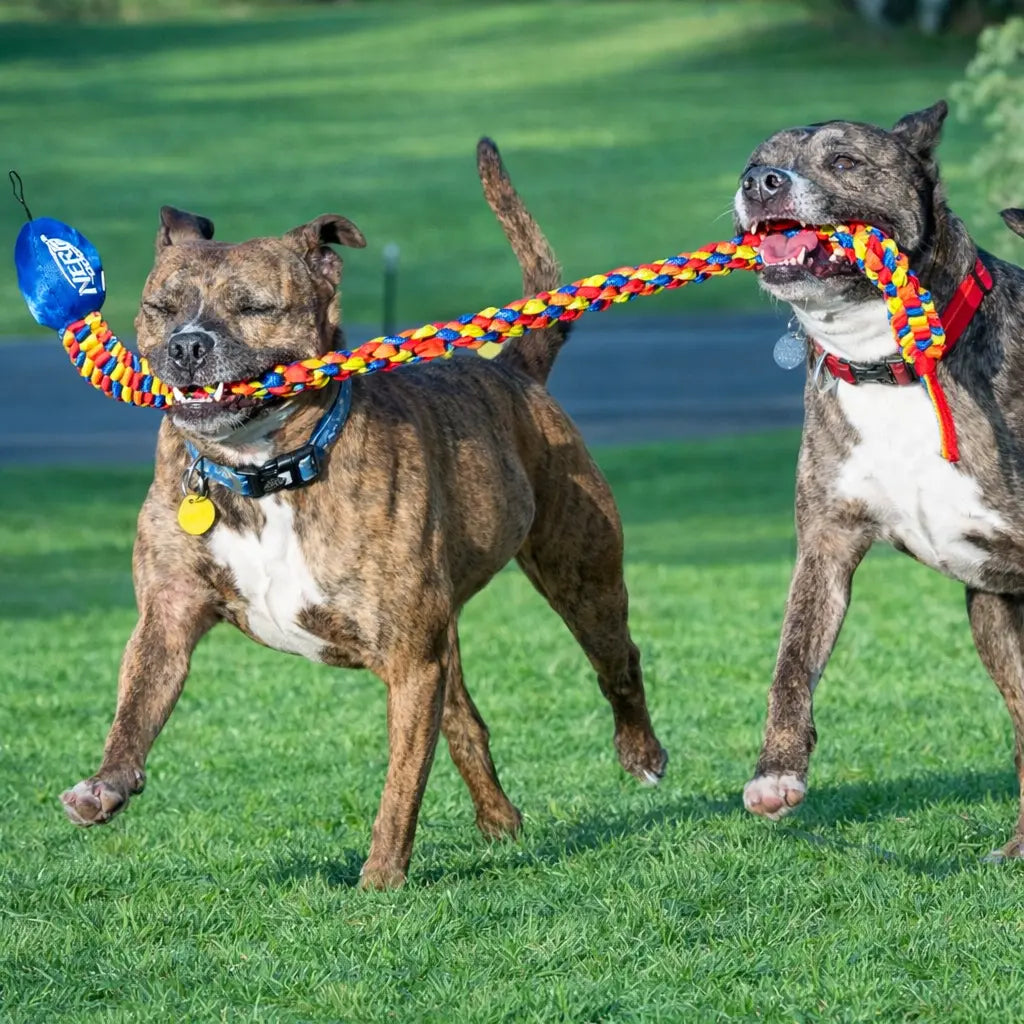 Rainbow Vortex Durable Tug Toy - Vibrant and Resilient